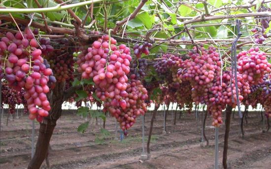 промышленные посадки винограда Crimson seedless