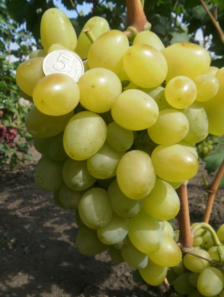 Гроздь винограда Бажена