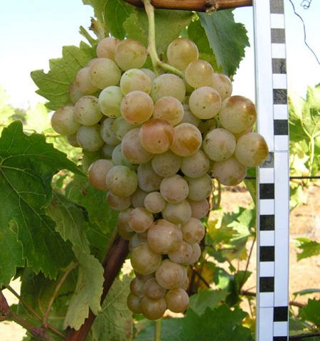 Лучшие мускатные сорта винограда