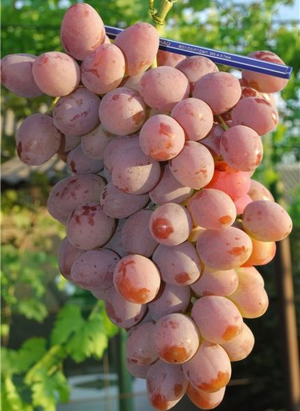 сорт винограда Рута, селекции Загорулько