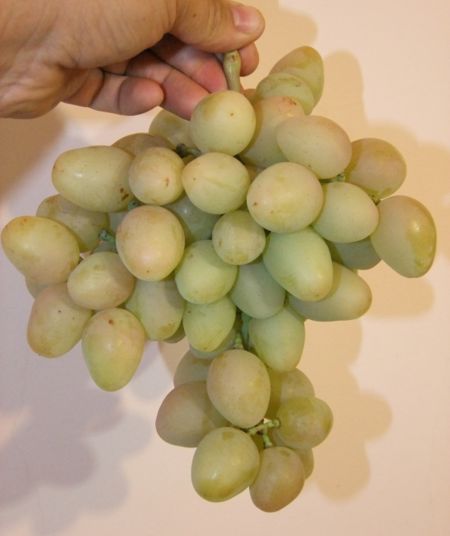 Описание и правила выращивания сортов винограда а в бурдака