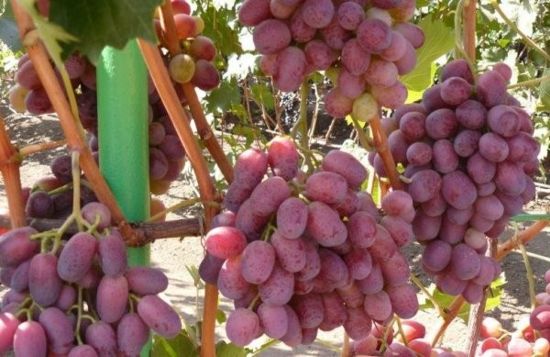 Описание винограда шахиня ирана