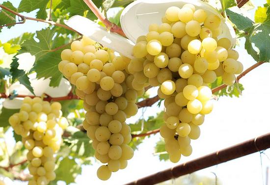 плодоношение сорта винограда Италия на горизонтальной формировке