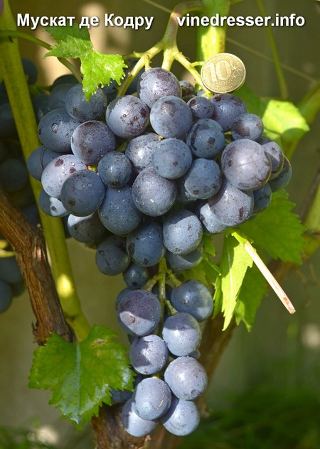 сорт винограда Мускат де Кодру