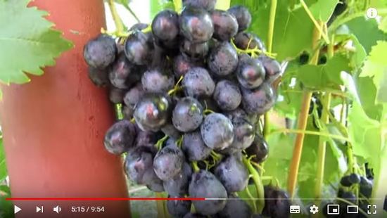 видео о сорте винограда Ришелье