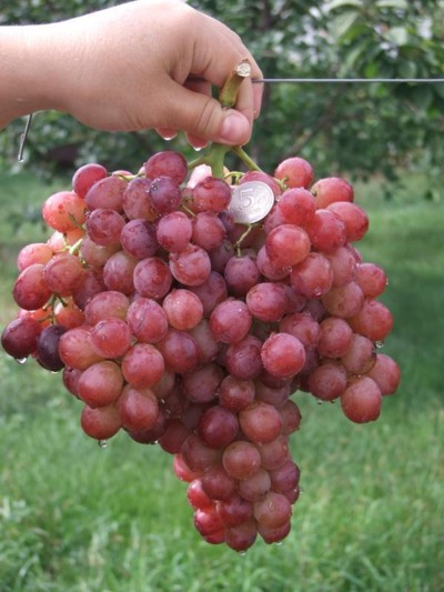 виноград 887-супер, селекции Загорулько