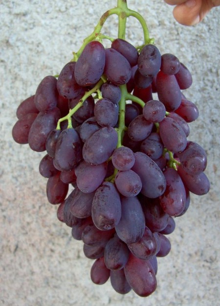 фото сорта винограда Найден (V8-2)