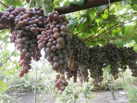 виноград Арочный Донецкий