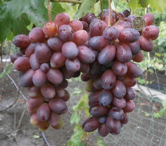 виноград Бешевский