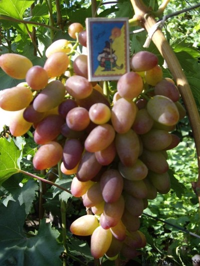 виноград Розовый Тимур