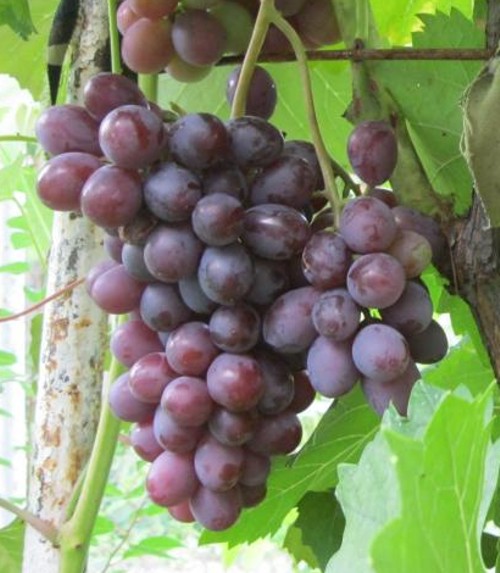 Сорт винограда Юбилей Войтович