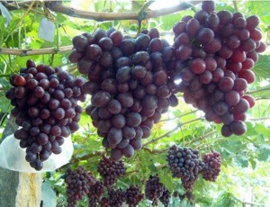 Виноград самые лучшие сорта: посадка и уход