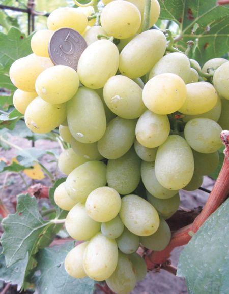 болгарский сорт винограда Брестовица