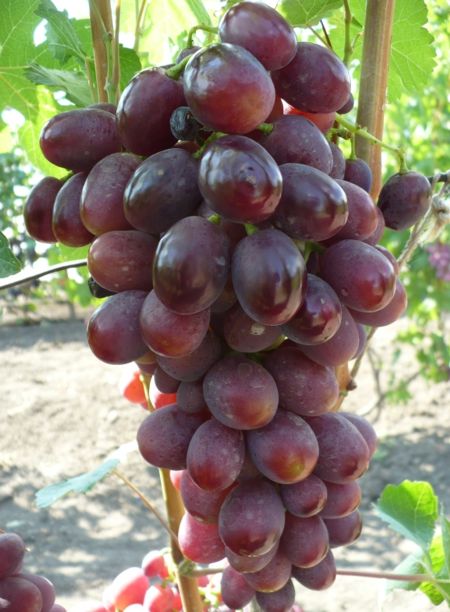 сорт винограда Ирэн
