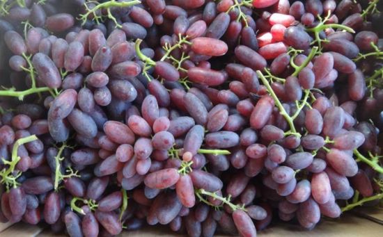 грозди сорта винограда Изюминка