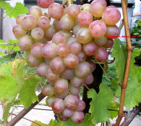 Сорт винограда Амирхан