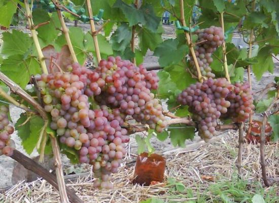 Плодоношение куста сорта винограда Амирхан