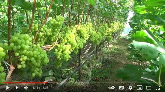 Видео обзор сорта винограда Аркадия