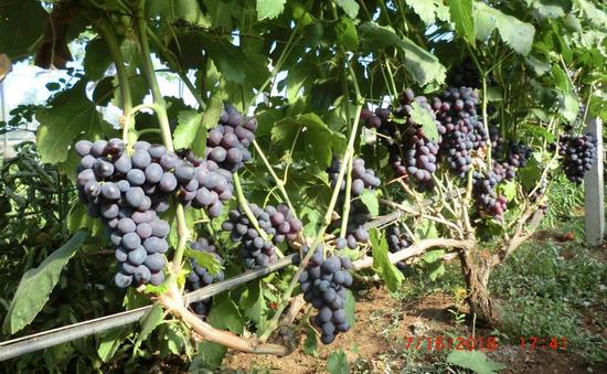 плодоношение куста винограда Бастра