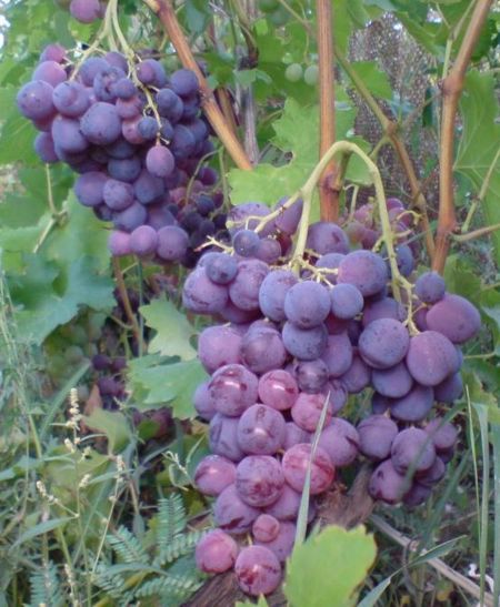 виноград Бесподобный (Гибрид 41, Криулянский ранний)
