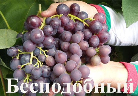 Сорт винограда Бесподобный (Гибрид 41, Криулянский ранний)