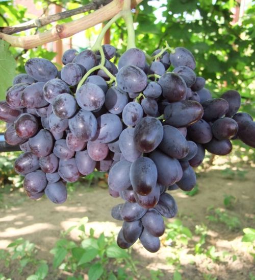 Виноград Бруно (Бурдака А.В.) - описание и фото сорта