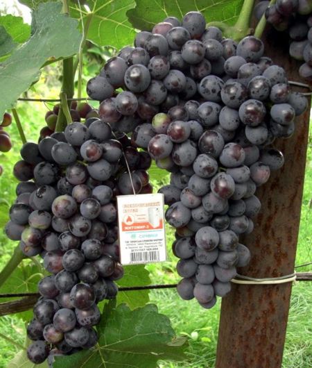 гибридная форма винограда Черныш