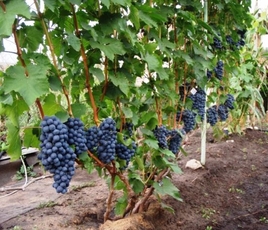 Подоношение сорта винограда Черныш