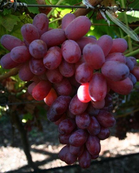 виноград Crimson seedless