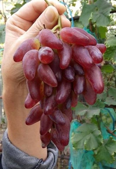 виноград Фламенко