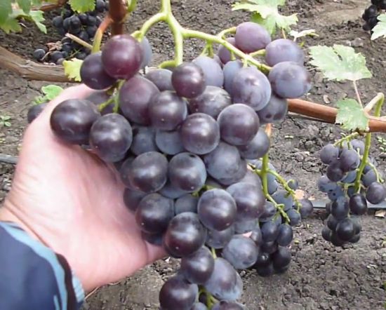 гроздь сорта винограда Фуджиминори