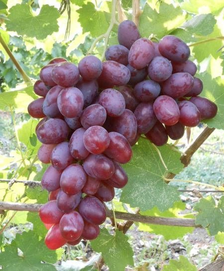 Виноград Ичкимар - описание и фото сорта