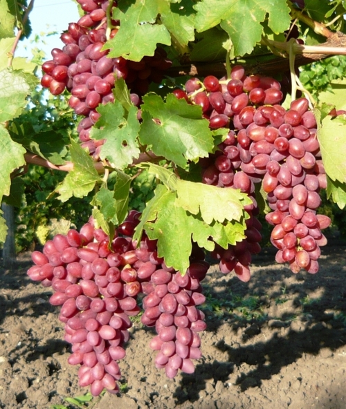 плодоношение сорта винограда Канеда бьютифул фингер