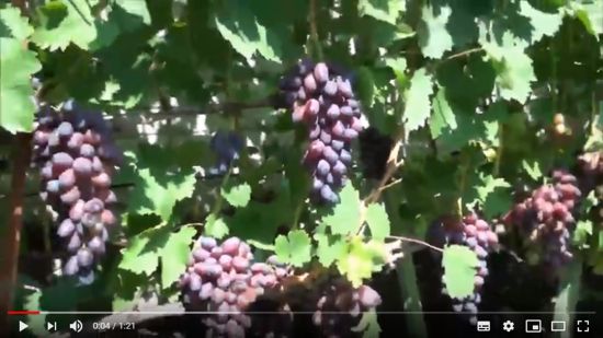 виноград Кармакод видео