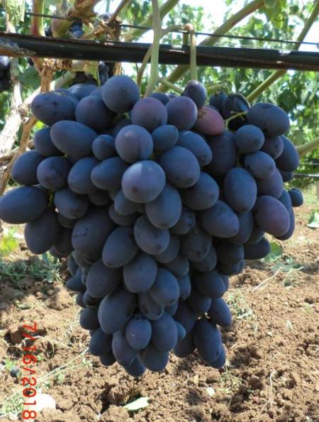 Виноград Каталония (Бурдака А.В.) - описание и фото сорта