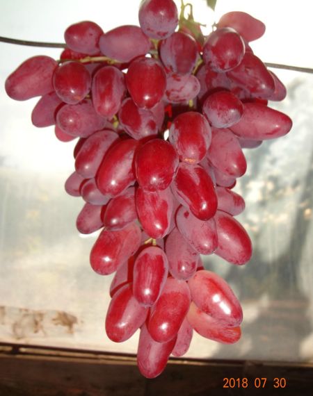 гибридная форма винограда Казанова