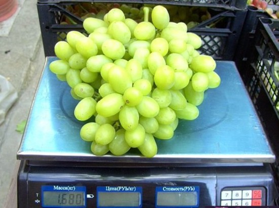 Гроздь сорта винограда Ландыш на весах