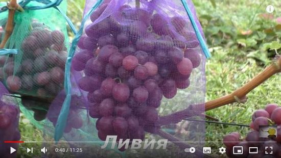 Видео обзор сорта винограда Ливия
