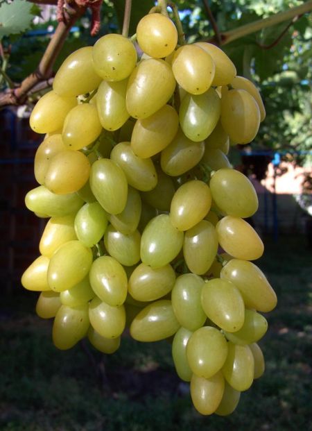 виноград Мускат летний