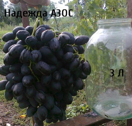 Надежда азова виноград описание и фото
