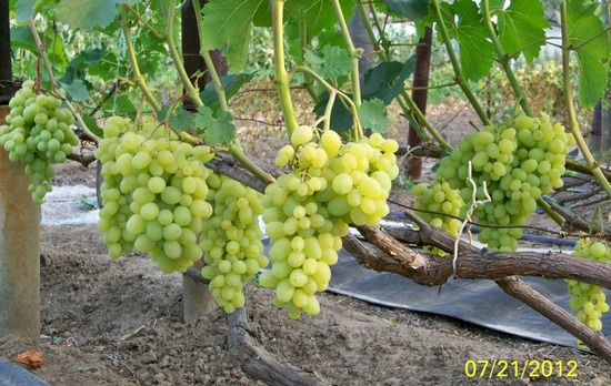 плодоношение г.ф. винограда Наслаждение