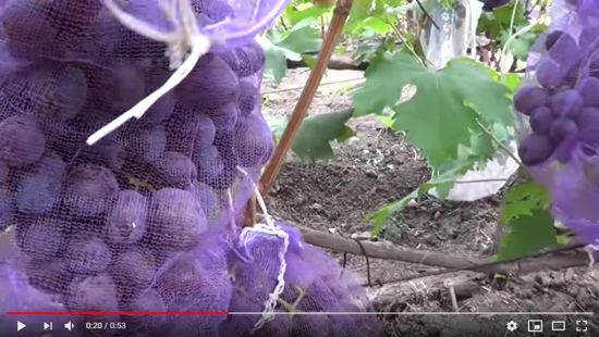 видео плодоношения сорта винограда Низина