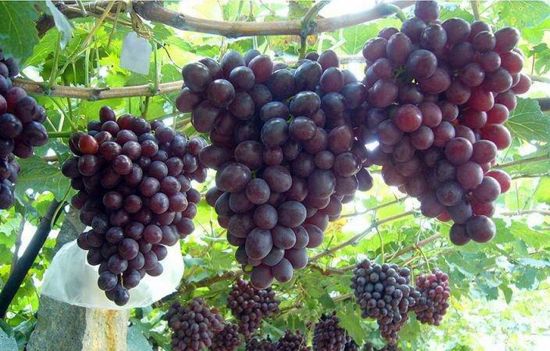 фото плодоношения винограда Низина на арке