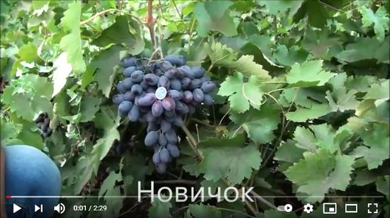 видео обзор винограда Новичок