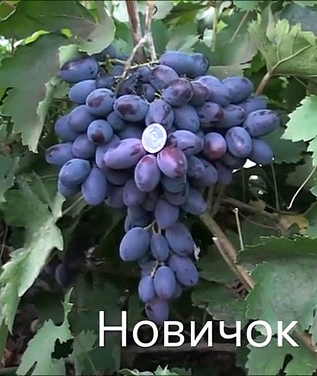 виноград Новичок