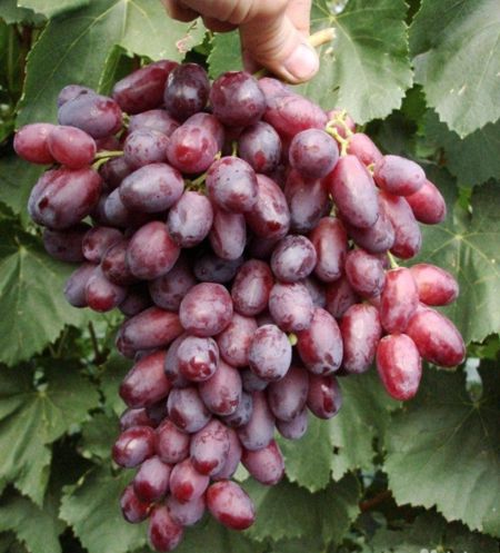 сорт винограда Ризамат