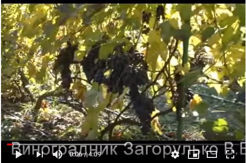 видео плодоношения сорта винограда Сентябрина