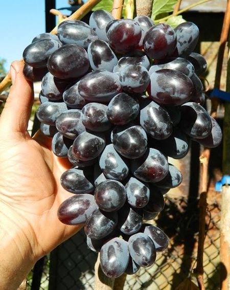виноград Сентябрина, селекции Загорулько