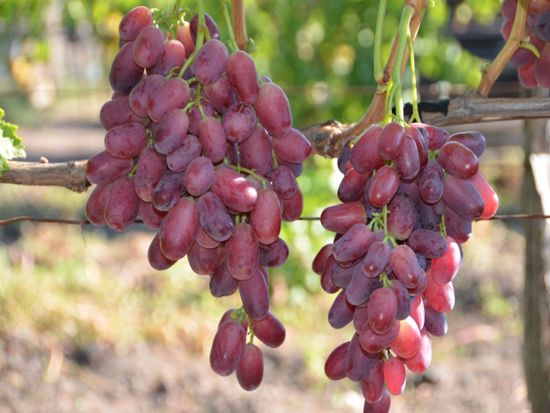 сорт винограда Шахиня Ирана