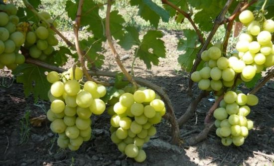 типичные грозди винограда Смарагд